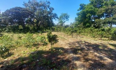 Se vende finca cafetera en Alto Boquete, Chiriquí