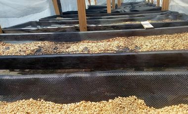 Se vende finca cafetera en Alto Boquete, Chiriquí