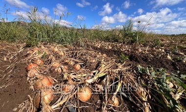 Campo Premium de Alta Productividad Agrícola