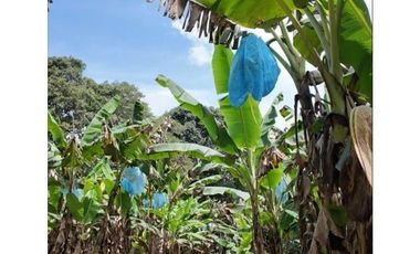 Venta de finca de agroturismo en Renacimiento