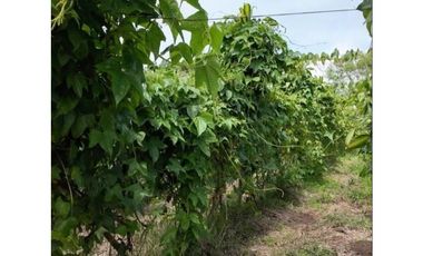 Venta de finca de agroturismo en Renacimiento