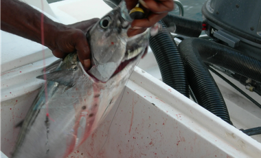 Se Vende Isla en el Archipiélago de las Perlas