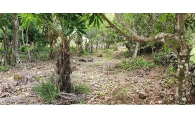 Venta de finca ganadera en Rovira Dolega