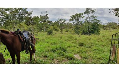 Venta de finca ganadera en Rovira Dolega
