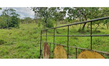 Venta de finca ganadera en Rovira Dolega