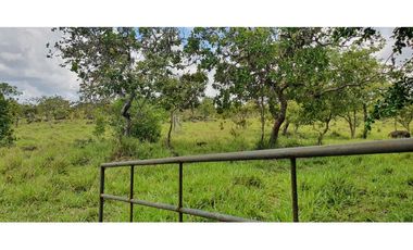 Venta de finca ganadera en Rovira Dolega