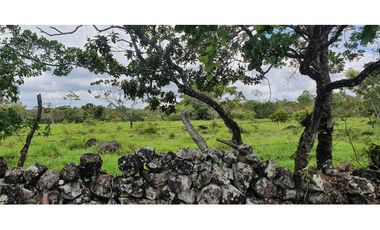 Venta de finca ganadera en Rovira Dolega