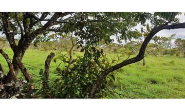Venta de finca ganadera en Rovira Dolega