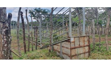 Venta de finca ganadera en Rovira Dolega
