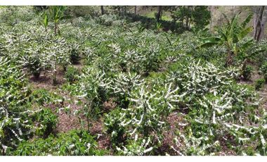 Venta de finca de café en Santa Clara Renacimiento