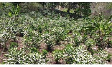 Venta de finca de café en Santa Clara Renacimiento