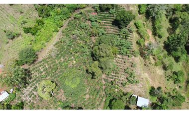 Venta de finca de café en Santa Clara Renacimiento