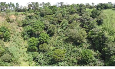Venta de finca de café en Santa Clara Renacimiento