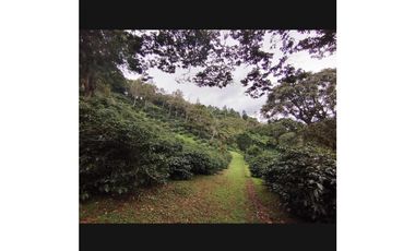 Venta de Granja Cafetera en Chiriquí