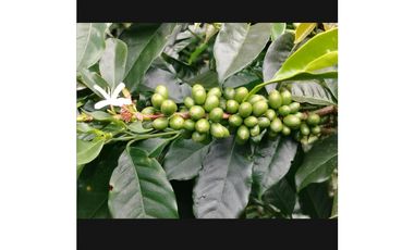 Venta de Granja Cafetera en Chiriquí