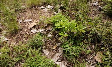SE VENDE TERRENO – SAN CARLOS, PIEDRAS GORDAS