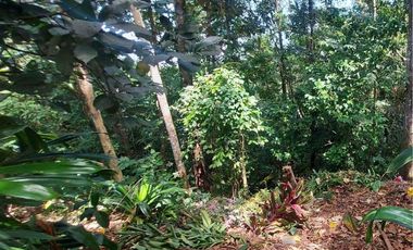 Se vende finca en Nueva Providencia, Colón
