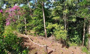 Se vende finca en Nueva Providencia, Colón