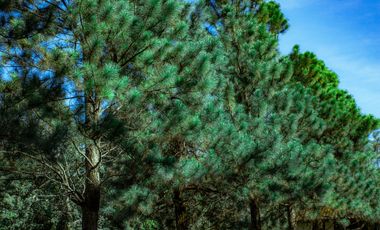 Venta Apartamento en Alto Boquete, Edificio Pinoalto