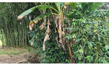 Se Vende finca ubicada en Montelirio, Santa Clara - Chiriquí (RSdeR)