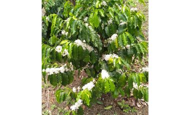 Se Vende finca ubicada en Montelirio, Santa Clara - Chiriquí (RSdeR)