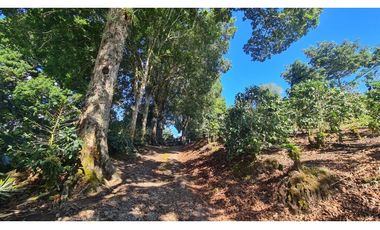 Se Vende finca ubicada en Montelirio, Santa Clara - Chiriquí (RSdeR)