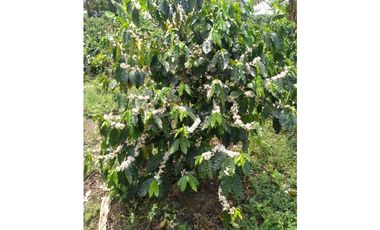 Se Vende finca ubicada en Montelirio, Santa Clara - Chiriquí (RSdeR)