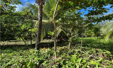 Se vende Terreno de 10,000 mts2 frente al mar Caribe en Bocas del Toro