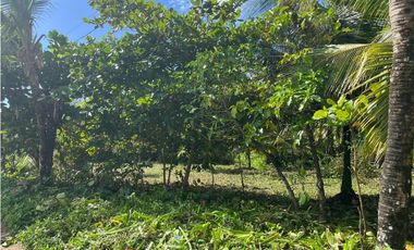 Se vende Terreno de 10,000 mts2 frente al mar Caribe en Bocas del Toro
