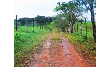 Finca, Venta, Chorrera, Arosemena, 106 hectáreas