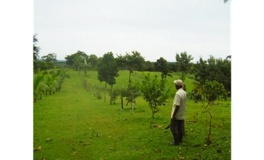 Finca, Venta, Chorrera, Arosemena, 106 hectáreas