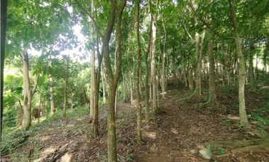 SE VENDE PLANTA AVCOLA CON 4.47 HECTREAS EN VILLA CARMEN, CAPIRA