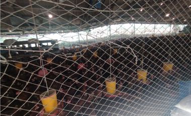 SE VENDE PLANTA AVCOLA CON 4.47 HECTREAS EN VILLA CARMEN, CAPIRA