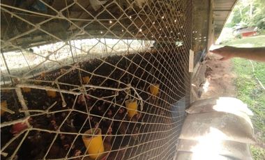 SE VENDE PLANTA AVCOLA CON 4.47 HECTREAS EN VILLA CARMEN, CAPIRA