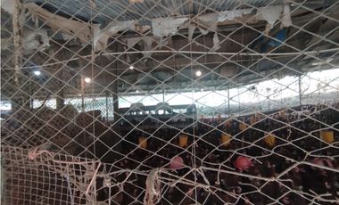 SE VENDE PLANTA AVCOLA CON 4.47 HECTREAS EN VILLA CARMEN, CAPIRA