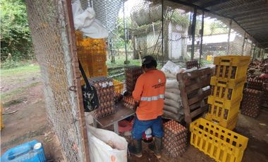 SE VENDE PLANTA AVCOLA CON 4.47 HECTREAS EN VILLA CARMEN, CAPIRA