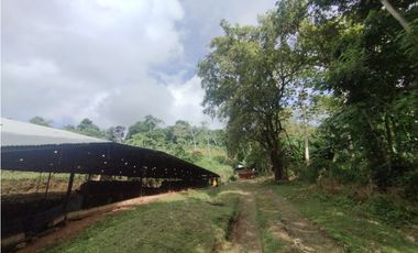 SE VENDE PLANTA AVCOLA CON 4.47 HECTREAS EN VILLA CARMEN, CAPIRA