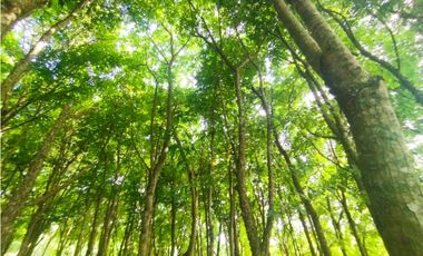 SE VENDE PLANTA AVCOLA CON 4.47 HECTREAS EN VILLA CARMEN, CAPIRA