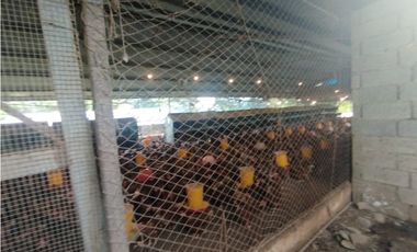 SE VENDE PLANTA AVCOLA CON 4.47 HECTREAS EN VILLA CARMEN, CAPIRA