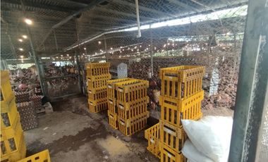 SE VENDE PLANTA AVCOLA CON 4.47 HECTREAS EN VILLA CARMEN, CAPIRA