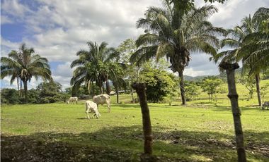 Venta de Finca Agropecuaria en Tortí – Chepo