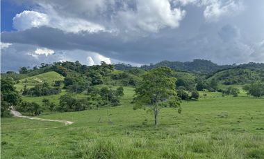 Venta de Finca Agropecuaria en Tortí – Chepo