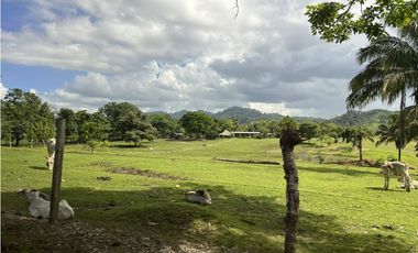 Venta de Finca Agropecuaria en Tortí – Chepo