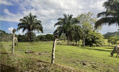 Venta de Finca Agropecuaria en Tortí – Chepo