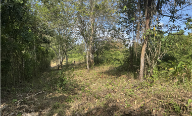 Finca 50 has en Buena Vista Colon