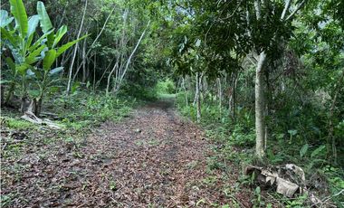 Finca 50 has en Buena Vista Colon