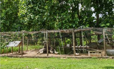 Hacienda La Maya, San Carlos, Provincia de Panamá Oeste