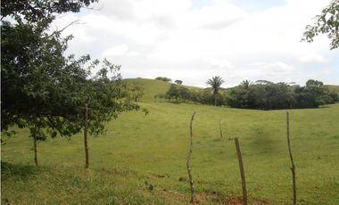 Vendo 617 Hectáreas finca nivel 1 ganadera activa JS