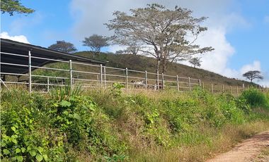 Vendo 617 Hectáreas finca nivel 1 ganadera activa JS