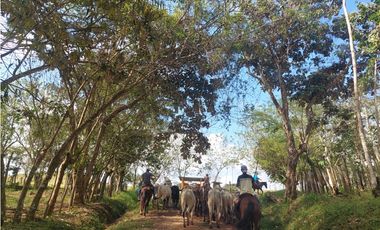 Vendo 617 Hectáreas finca nivel 1 ganadera activa JS
